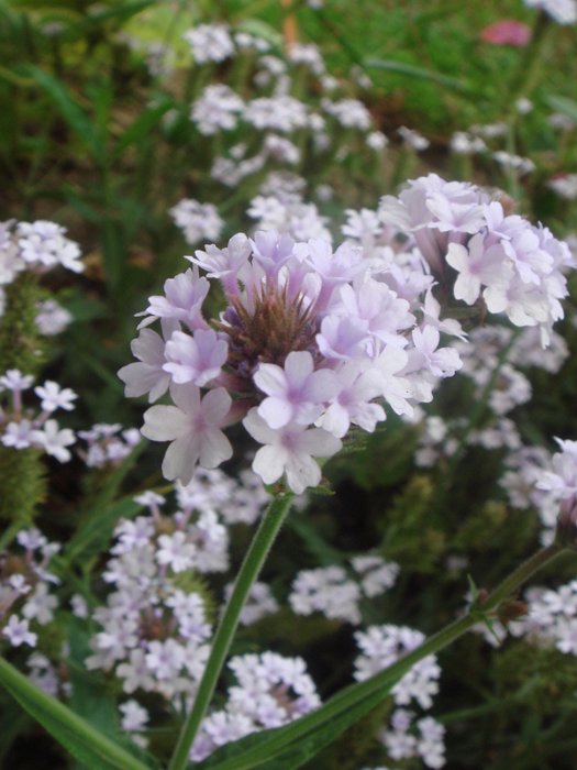 Verbena rigida 'Polaris' fleur